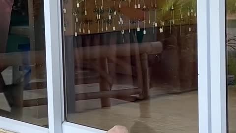 I think my dog is broken