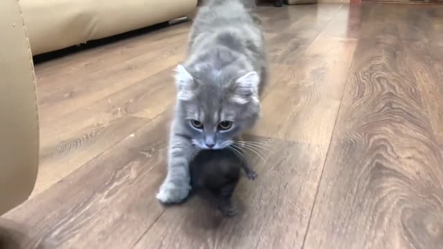 The mother cat moves the kittens to a new place.
