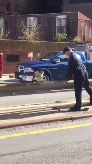 NYPD rescue an injured red-tailed hawk