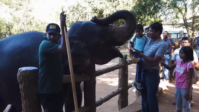 Feeding To Elephants