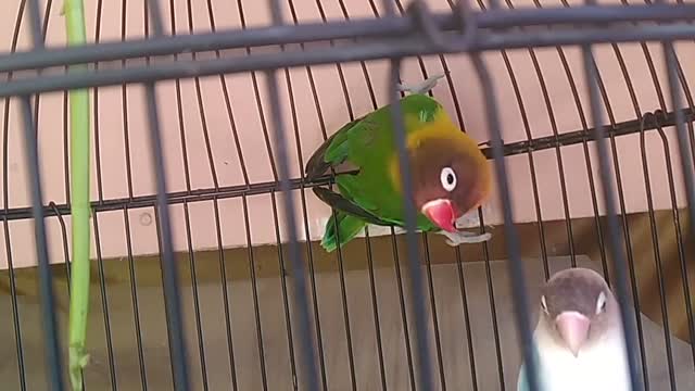 beautiful bird couple