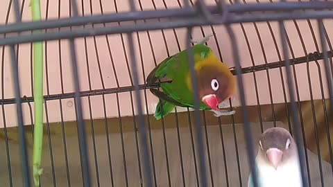beautiful bird couple