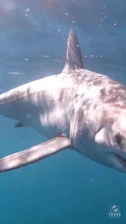 Mako Shark comes for a closer look