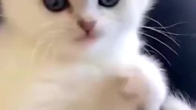 Funny Cats Compilation