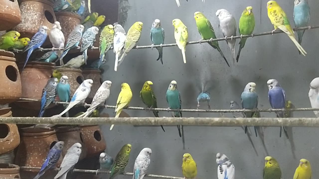 Australian Budgies Parrot Colony