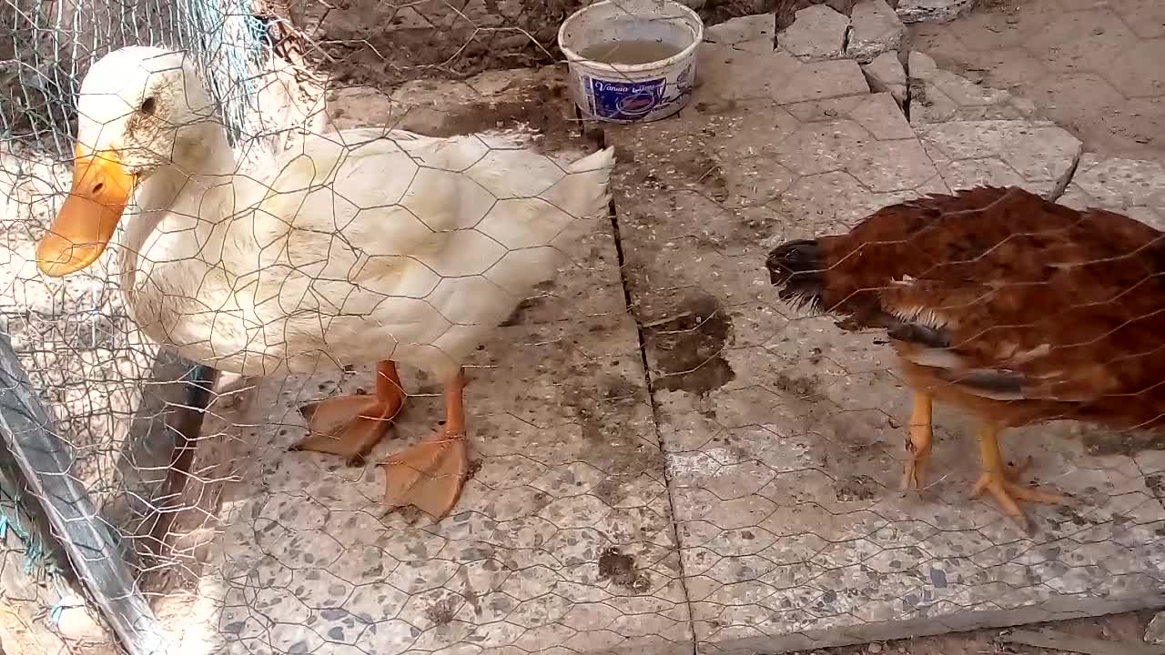 My beautiful duckling with chicken