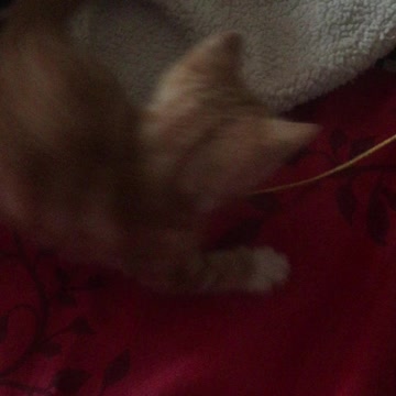 Gingernuts my tiny kitten playing with string
