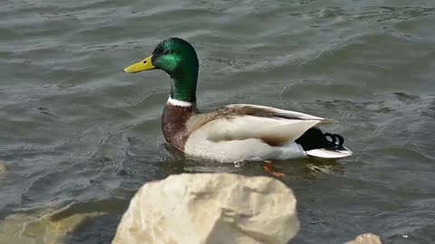 Ducks swim and have fun in the lake.