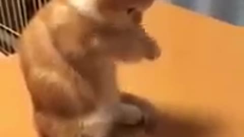 bouncing cat