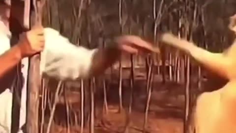 Making Peace With A Kangaroo