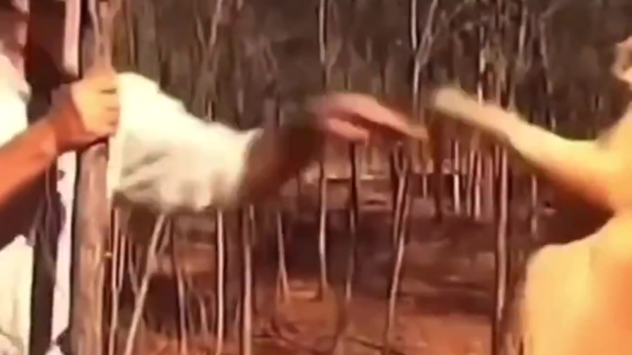 Making Peace With A Kangaroo