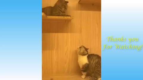 Funny videos cats and dogs ep1