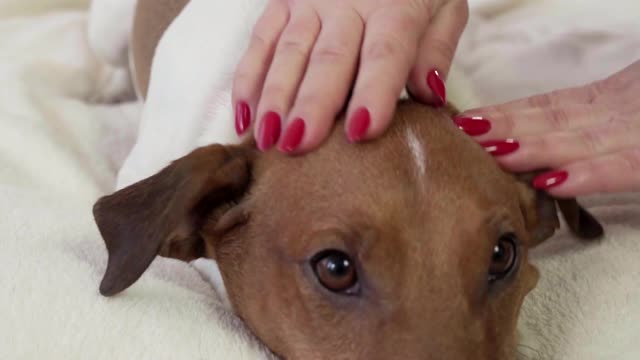 cachorro recebendo carinho nas costas e gostando