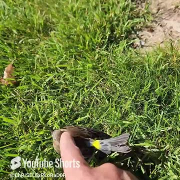 "Ayudé a un pajarito herido y sucedió lo inesperado" 🕊️