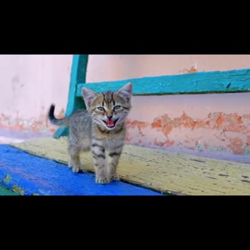 Mom cat carries her newborn kittens to different places