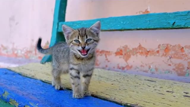 Mom cat carries her newborn kittens to different places