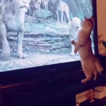 😍💓😍💓😍💓😍💓😍💓😍💓😍💓😍💓😍💓 #cats #shorts