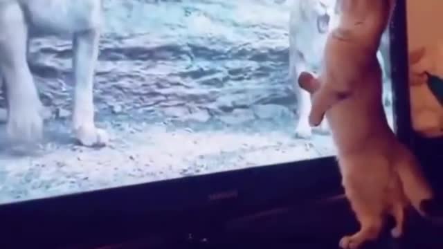 😍💓😍💓😍💓😍💓😍💓😍💓😍💓😍💓😍💓 #cats #shorts