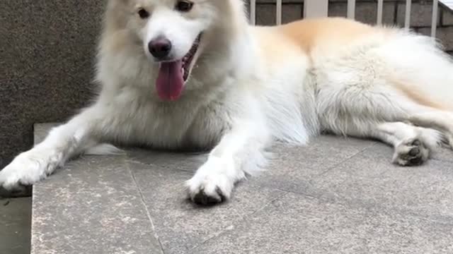 Yorkie hates walking, prefers to crawl instead