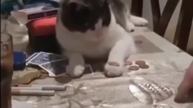 Amazing, cute and smart cat learning tricks with its owner lol