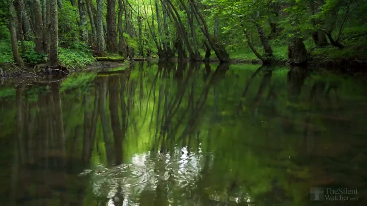 Forest Birdsong - Relaxing Nature Sounds - Birds Chirping - REALTIME - HD 1080p