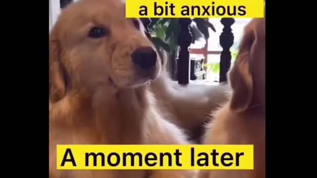 Funniest Dogs And Cats - Best Of The 2022 Funny Animal Videos