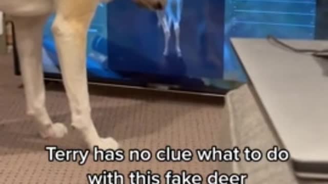 Dog completely baffled by deer on TV