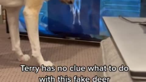 Dog completely baffled by deer on TV