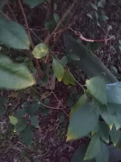 Lemon tree fight back.