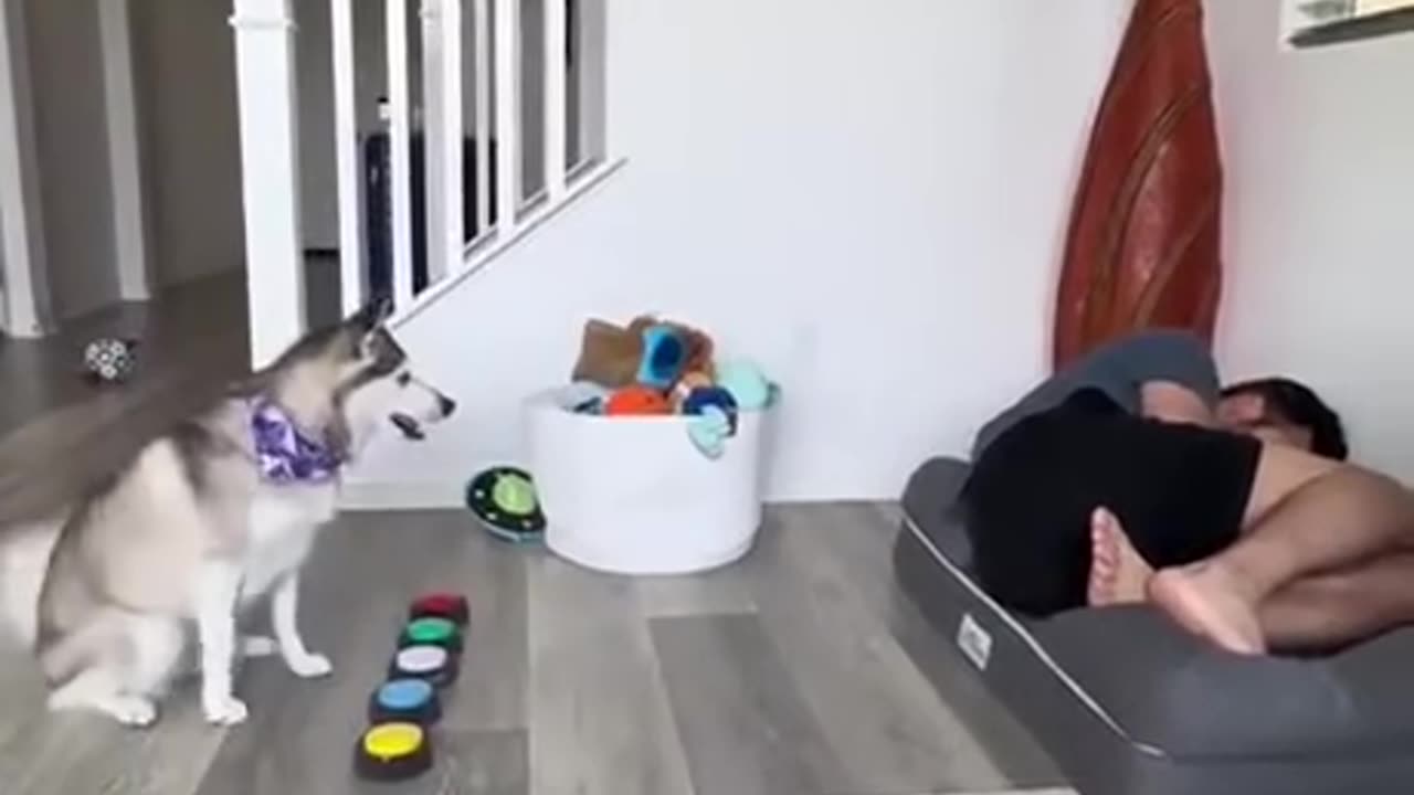 Taking a nap on the dog's bed