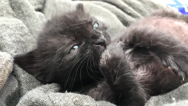 Black kitten licking itself very cute