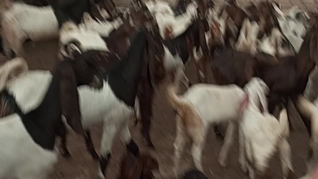 Beutyful Goats