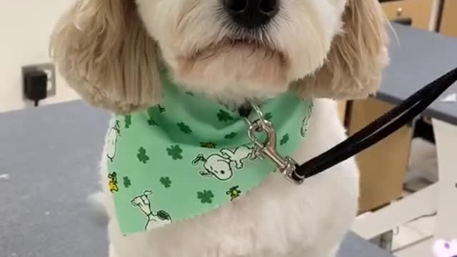 Cavapoo transformation! Meet Rugby’s brother, Benny!
