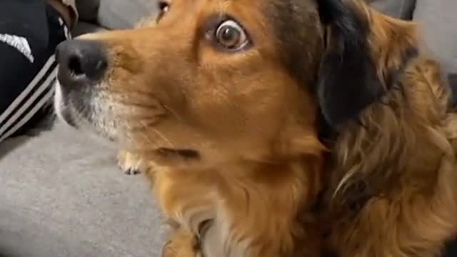 Even the dog knows about Biden's corruption in Ukraine