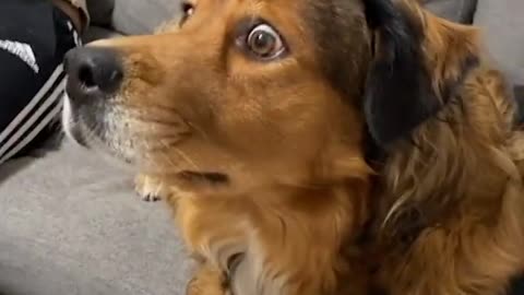 Even the dog knows about Biden's corruption in Ukraine