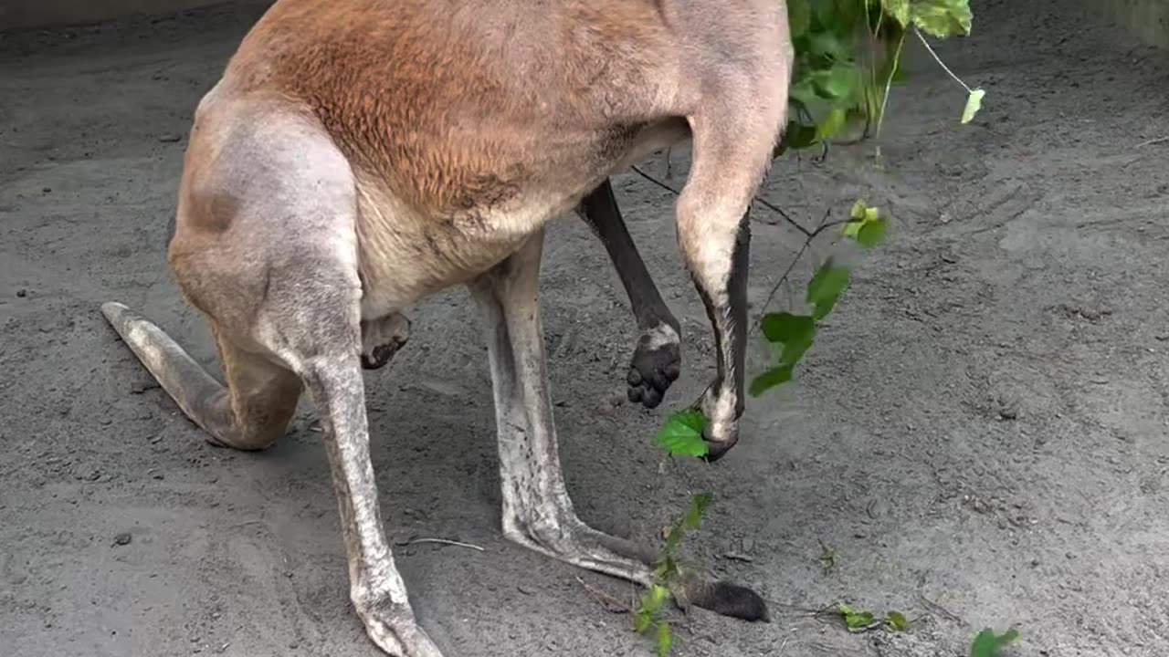 Marlu, an adult male red kangaroo, loves to forage and browse on grape vine 🌿🍇