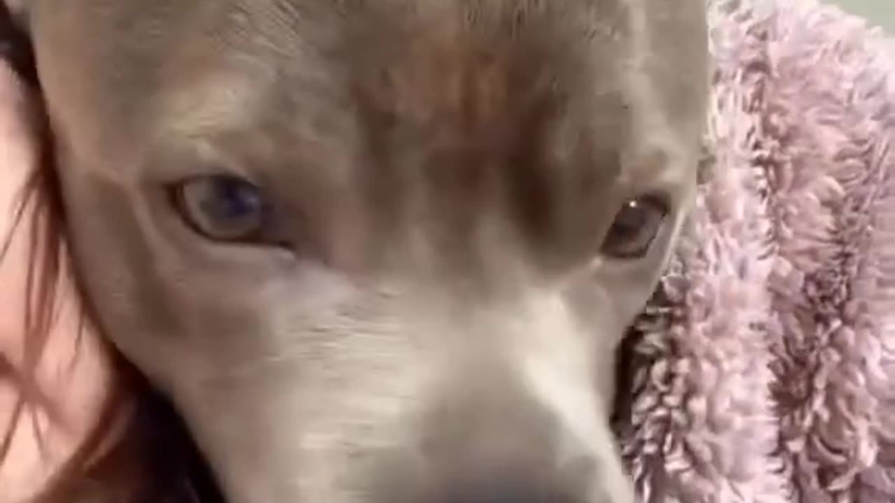 Dog love it's human friends