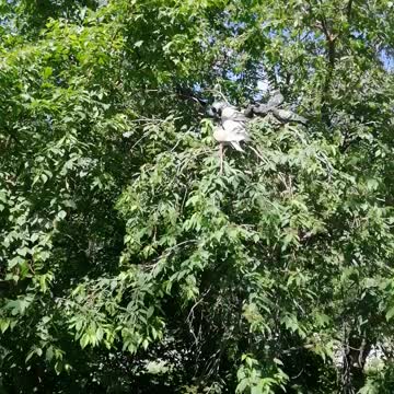Pigeons sit on a tree and rest.