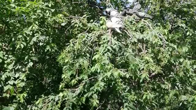 Pigeons sit on a tree and rest.