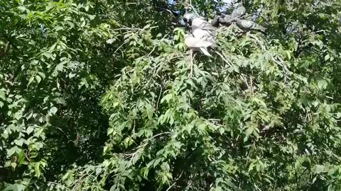 Pigeons sit on a tree and rest.