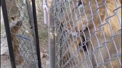 they wanna play!