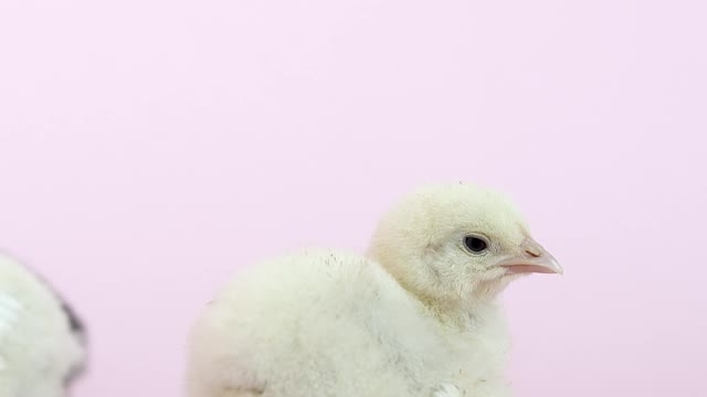 a-cute-chick-against-light-pink-background