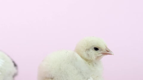 a-cute-chick-against-light-pink-background