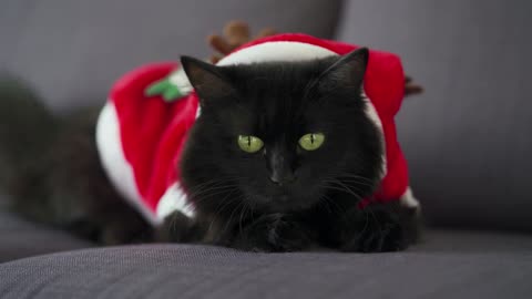 Close up portrait of a black fluffy cat with green eyes dressed as Santa Claus.