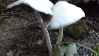 Mushrooms