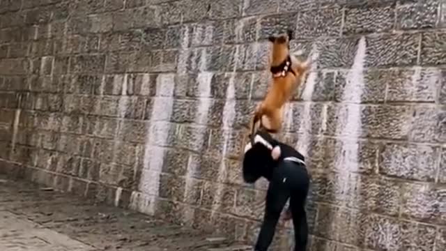 Dogs That Fly - Malinois & Alsatian Dogs Show