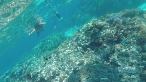 The real Coral Gardens on Bora Bora.