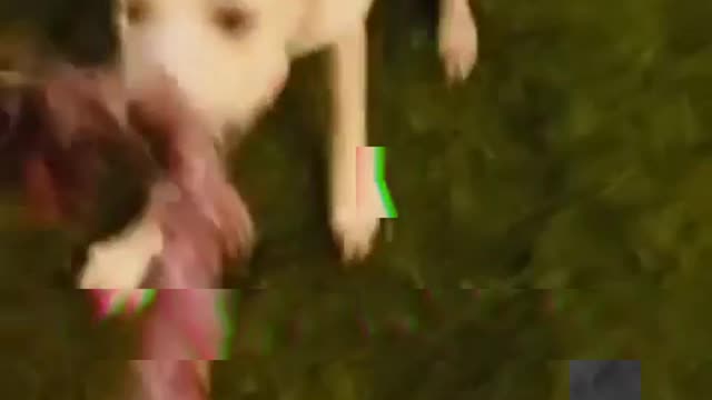 A funny dog pulling a rope