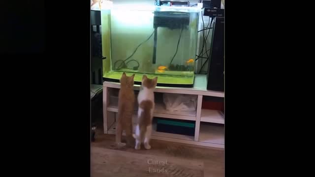 Cutest and funniest animal videos