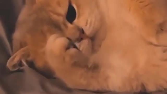 Funniest Cat Videos That Will Make You Laugh - Funny Cats and Dogs Videos